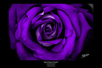 April Rose Purple by Jeff Pierson