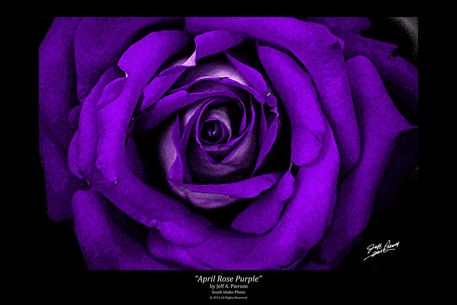 Finished-april-rose-purple-36x24-compressed