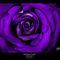Finished-april-rose-purple-36x24-compressed