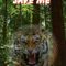 Save-tiger