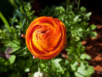 Flower in Orange von Robert Gipson