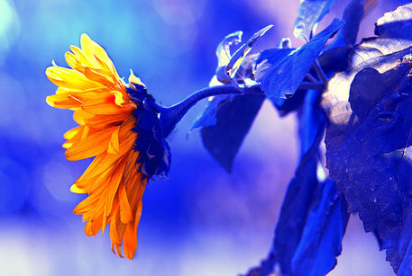 Blaue-sonnenblume