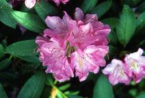 Rhododendron in Bloom von Garland Johnson