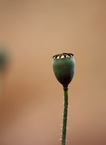 Poppy Seed Head von syoung-photography