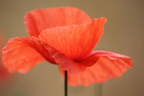 Soft Poppy von syoung-photography