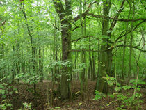 Grün im Wald by lorenzo-fp