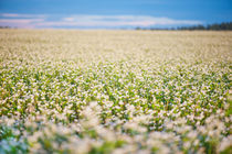 Buckwheat field by holka