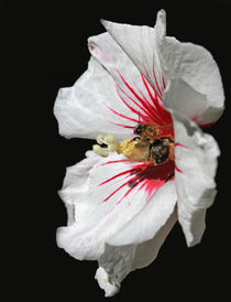 Biene auf Hibiskusblüte von Wolfgang Dufner
