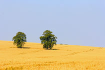Bäume im Feld by Wolfgang Dufner