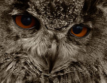 Eagle Owl Bird Of Prey by Julie  Callister