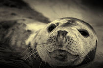 Seal Pup by Julie  Callister