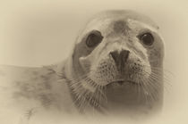 Seal Pup von Julie  Callister