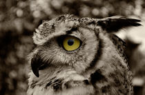 Eagle Owl Bird Of Prey by Julie  Callister