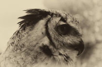 Eagle Owl Bird Of Prey von Julie  Callister