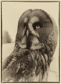 GREAT GREY OWL BIRD OF PREY by Julie  Callister