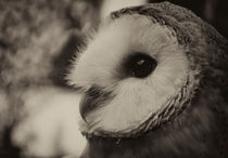BARN OWL BIRD OF PREY by Julie  Callister