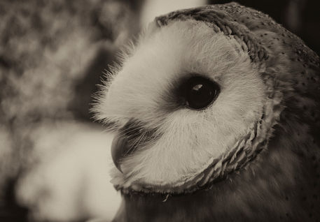 Barn-owl