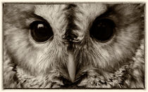 TAWNY OWL von Julie  Callister
