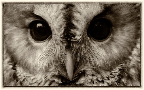 Tawny-owl