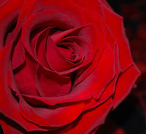 Red Rose by Julie  Callister