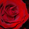 2-red-rose-julie-callister