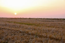 Sonnenuntergang über Getreidefeld von Wolfgang Dufner