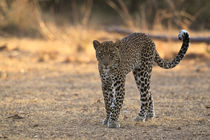 Young male leopard von Johan Elzenga