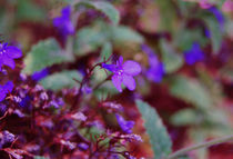 little purple flowers by Lina Shidlovskaya