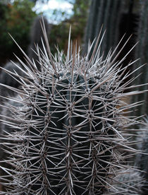 Cactus von Lina Shidlovskaya