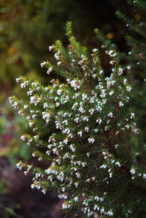 Juniperus von Lina Shidlovskaya