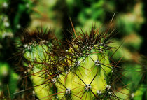 Cactus in spider web von Lina Shidlovskaya