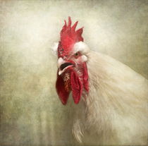 Portrait of a chicken by Pauline Fowler
