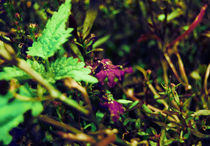 purple flowers by Lina Shidlovskaya
