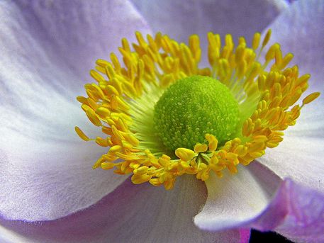 Dot-anemone