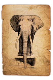 Elefant by Raul Montecino