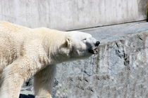 Eisbär   polar bear by hadot
