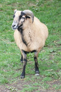 Wildschaf mouflon sheep (Ovis orientalis musimon) by hadot