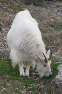Schneeziege  Mountain Goat von hadot