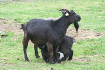 Schwarze Zwergziegen  black dwarf goats von hadot