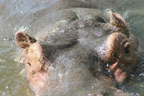 Flusspferd  hippopotamus by hadot