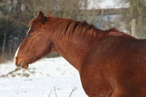 braunes Pferd  brown horse by hadot