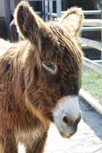 Esel  Donkey by hadot