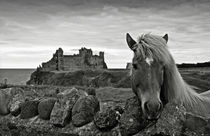 Lovely horse and Tantallon Castle von RicardMN Photography