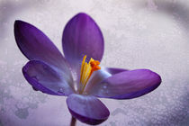 violetter Krokus von lightart