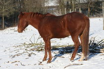 braunes Pferd  brown horse von hadot