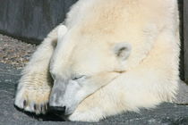 Schlafender Eisbär   Sleeping Polar Bear by hadot