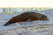 Müde Robbe Tired seal von hadot