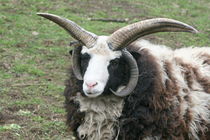 Vierhorn-Schaf  Four Horn Sheep by hadot