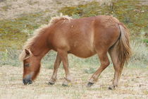 braunes Shetland Pony   Brown Shetland pony by hadot
