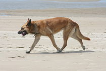 Schäferhund am Strand  Shepherd the beach von hadot
